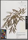 Foto von Salix alba L.